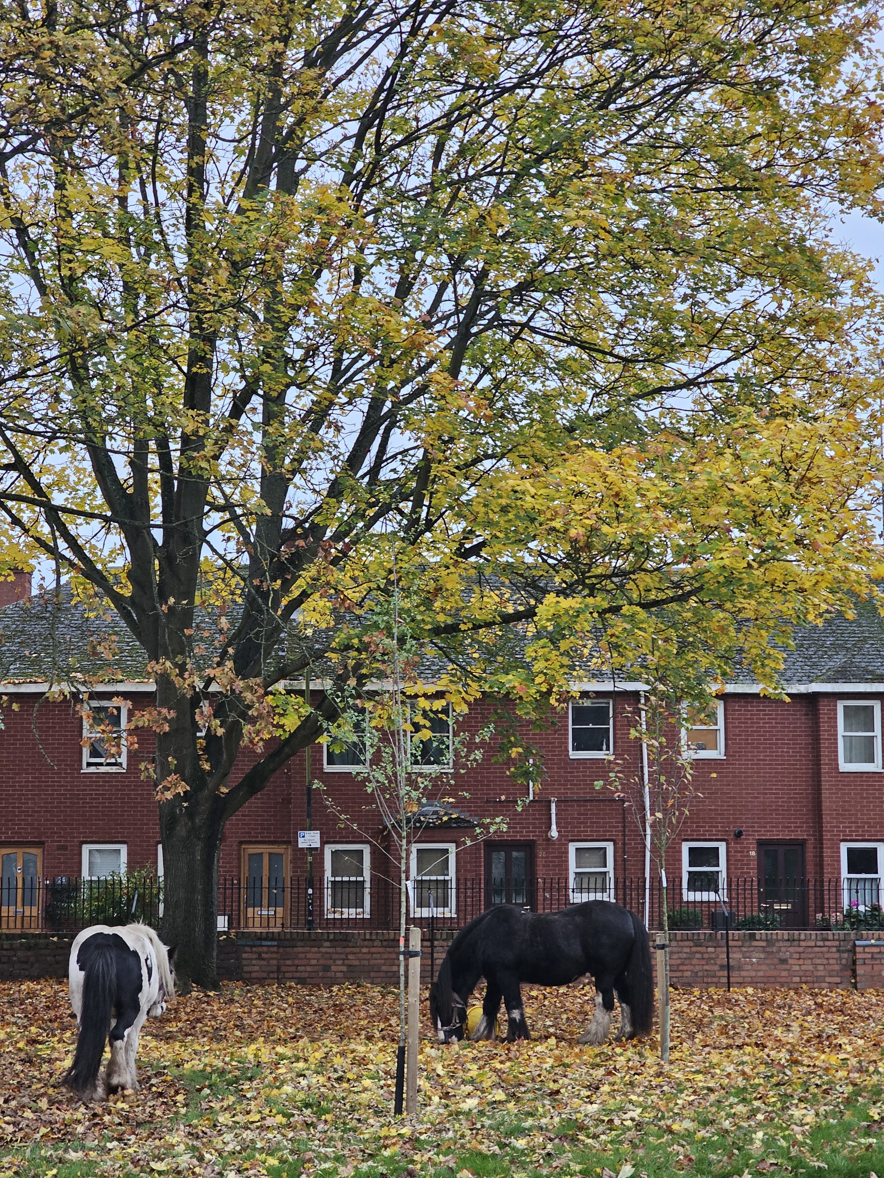 Travel Memory Nov 2024